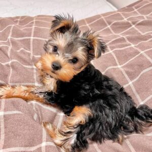 MALE : LUCKY